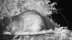 Wild Beaver Born in Staffordshire for First Time in Centurie — Stafford news photo