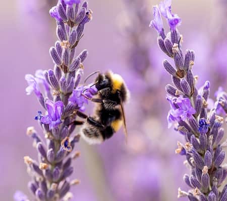 Stafford Schools Invited to Join Bee Friendly Award Scheme — Stafford news photo