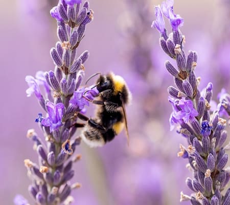 Stafford Schools Invited to Join Bee Friendly Award Scheme — Stafford news photo (Stafford Borough Council)